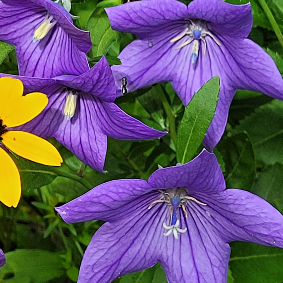 Balloon Flower